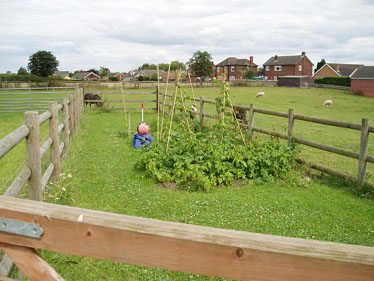 On the Farm