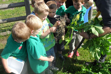 On the Farm