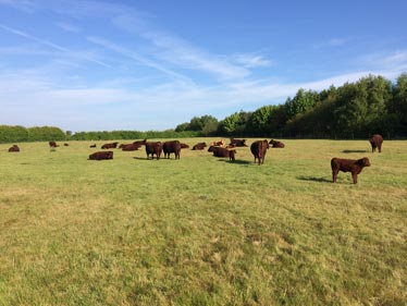 On the Farm