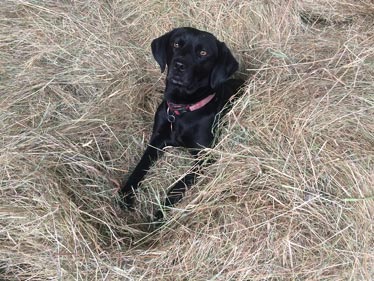 On the Farm