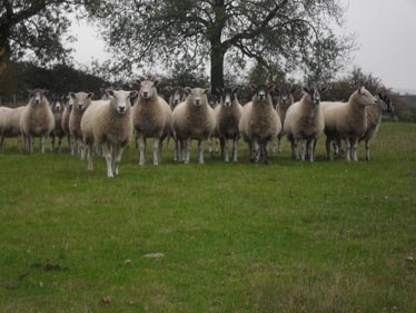 On the Farm